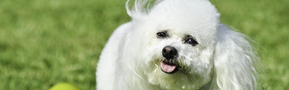 A windswept bichon frise dog with curly white fur in the grass